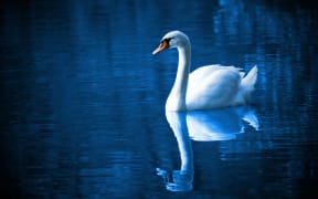 Swan on lake