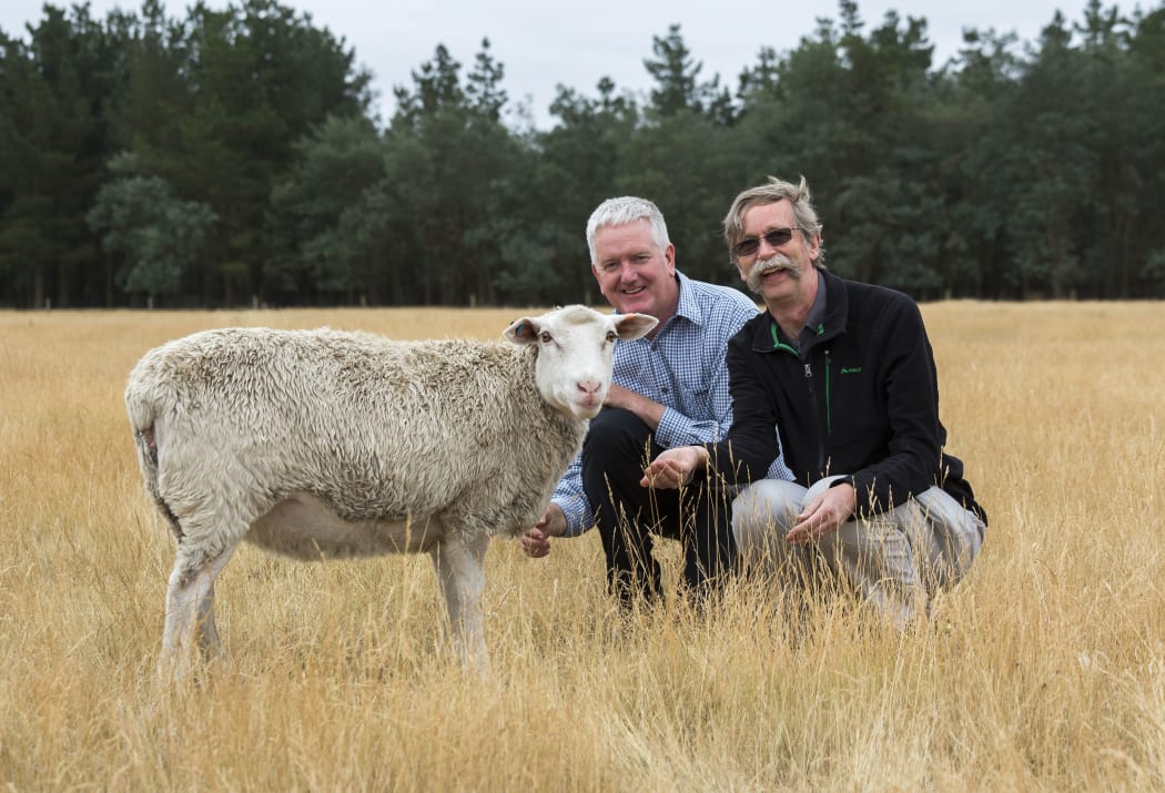 Sharon the sheep with scientists.