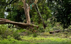 Thirty native trees at a Canal Road property in Avondale are facing the chop.