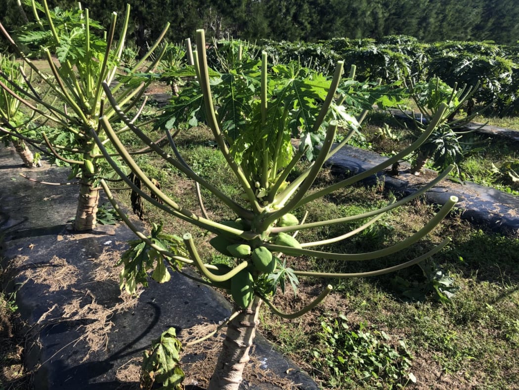 Papaya tree after the harvest of its leaves.