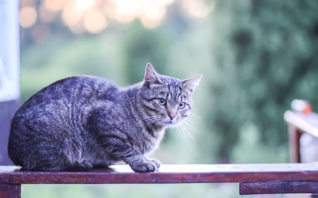 Funny young cat outdoors in countryside