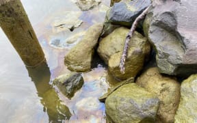 A large diesel spill in the lower reaches of the Whanganui River.