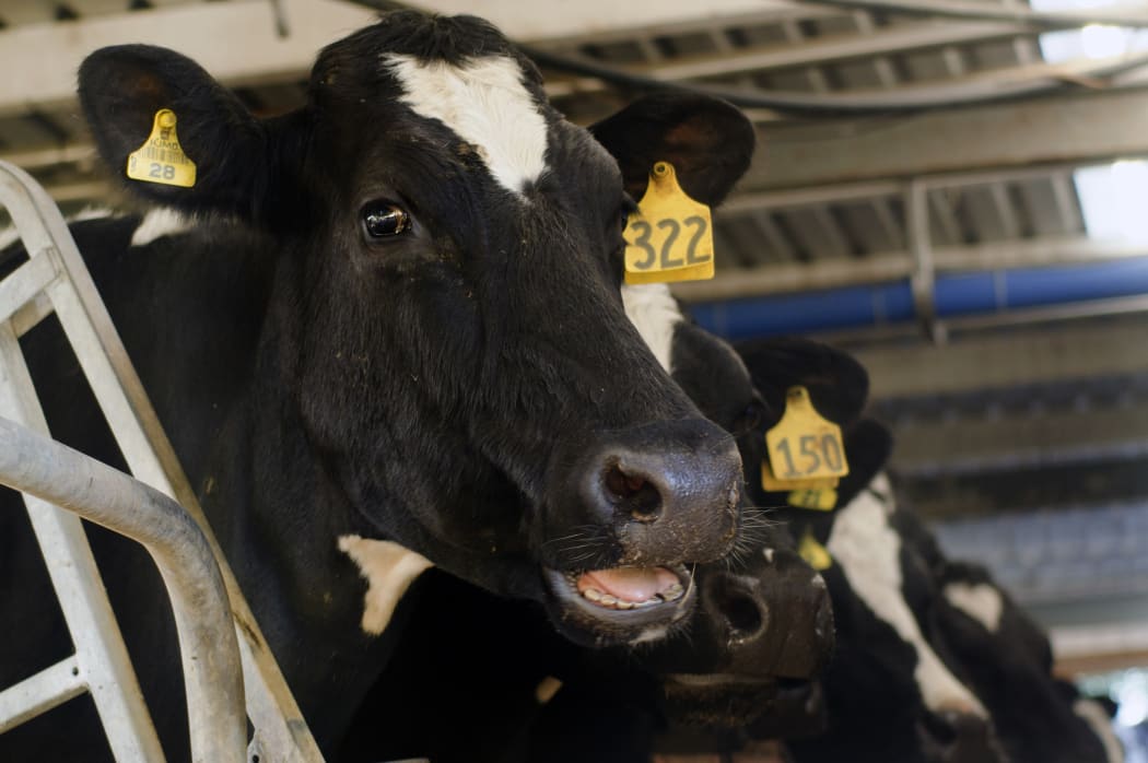 Dairy cows in a milking shed in New Zealand.