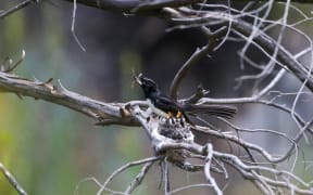A small black and white bird with a fanned tail sits on a twiggy bare branch with an insect in its beak. Next to the bird is a small cup-shaped nest with two tiny chicks sticking their heads out, with their beaks open begging for food.