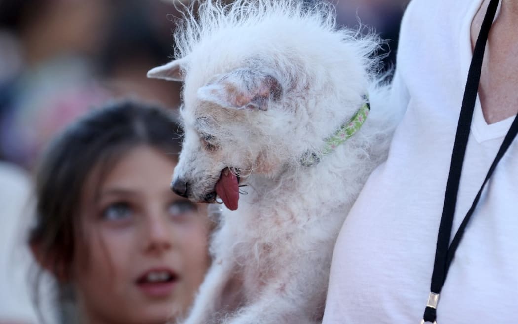 PETALUMA, CALIFORNIA - JUNE 21: A dog named Daisy Mae looks on during the World's Ugliest Dog contest at the Marin-Sonoma County Fair on June 21, 2024 in Petaluma, California. A Pekingese dog named Wild Thang won the 34th annual World's Ugliest Dog contest and was awarded $5,000.   Justin Sullivan/Getty Images/AFP (Photo by JUSTIN SULLIVAN / GETTY IMAGES NORTH AMERICA / Getty Images via AFP)