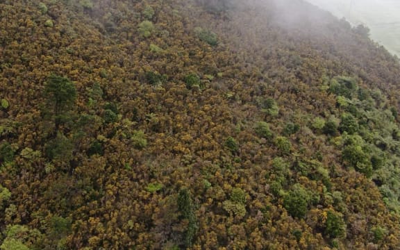 Image of land with gorse and some regenerating native shrubs and trees.