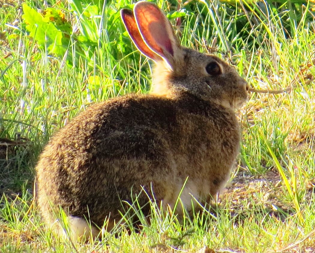 A file photo shows a rabbit in the grass in an unspecified part of New Zealand