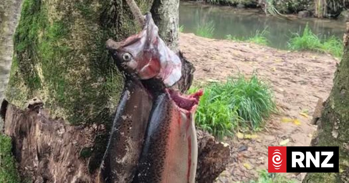 Trout poachers breaking rules at popular Ngongotahā fishing spot