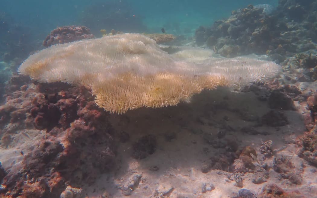 Bleached Acropora table coral in One Tree Island reef in April 2024.