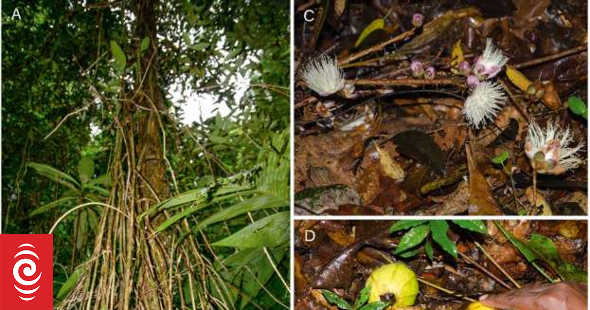 Scientists say new Manus tree species highlights urgent conservation needs