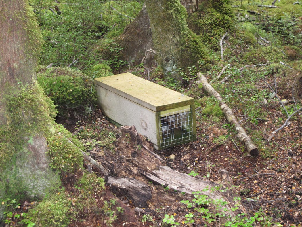Stoat and rat trap on the Kepler Track