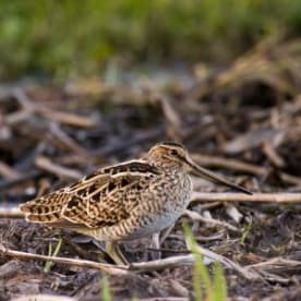 Photo for Japanese snipe