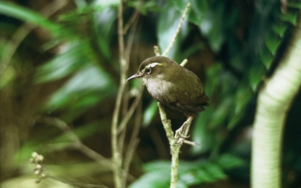 Bush Wren