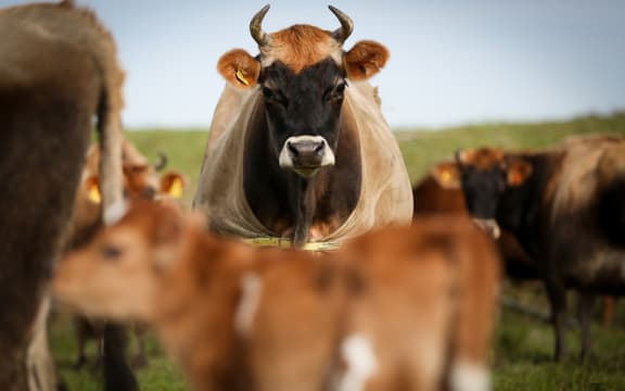 Organic Jersey cow and calf on a Rongotea farm.