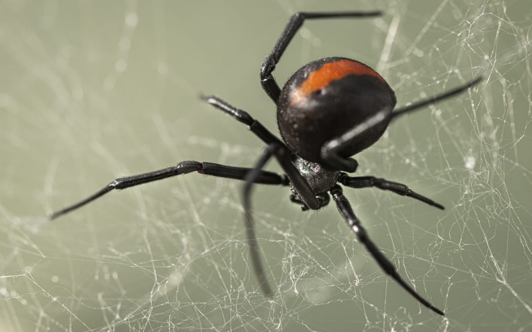 A black spider with a large round abdomen with a red stripe on its back sits on web.