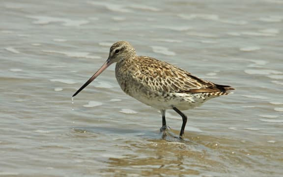 bar-tailed godwit