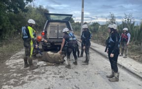 Hawkes Bay SPCA team rescues sheep after floods