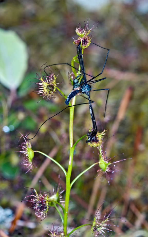 The carnivorous Sundew plant, Drosera Auriculata