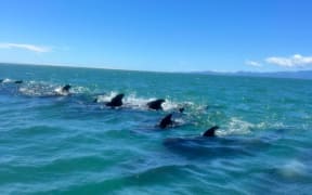 A pod of whales swimming at high tide near Collingwood in Golden Bay.