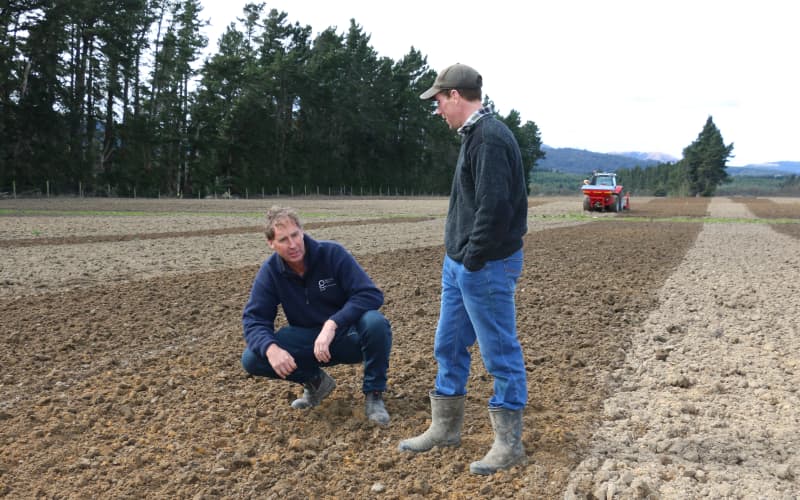 Crop trial aims to reduce splash-back and soak up the nasties from ...