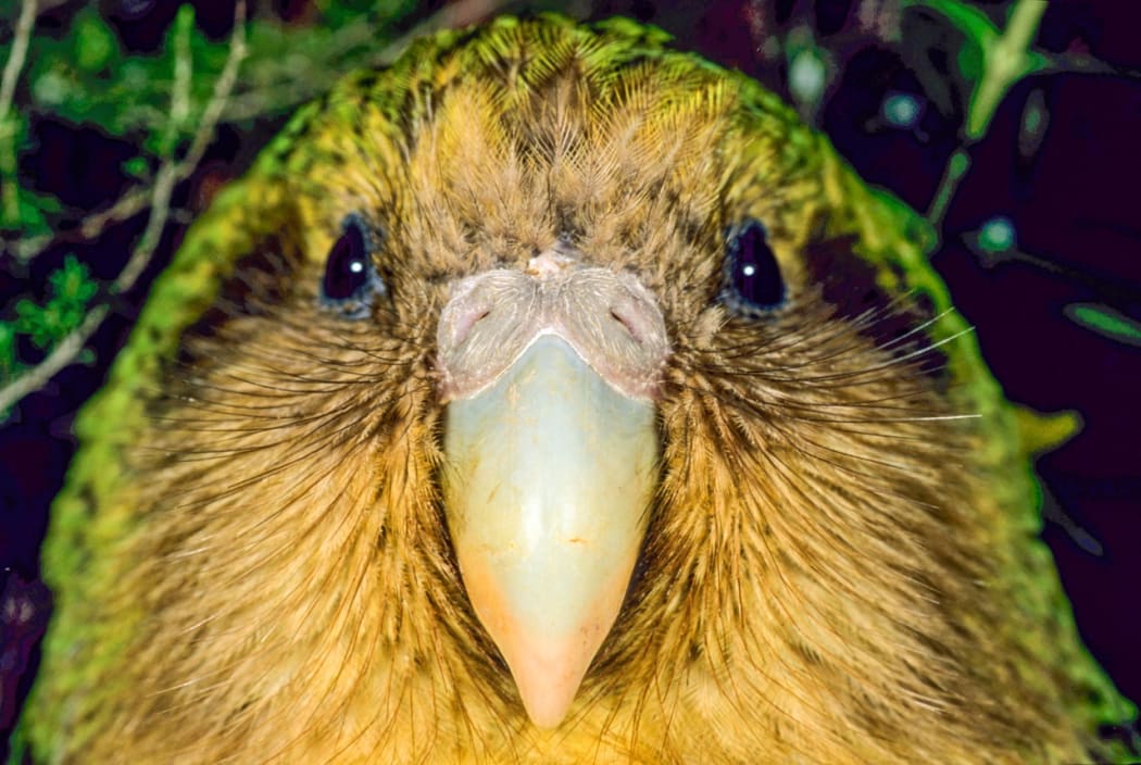 Sinbad the kakapo