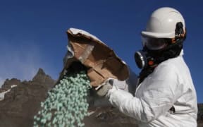 Rat bait containing anticoagulant poison being used to eradicate rats from South Georgia.