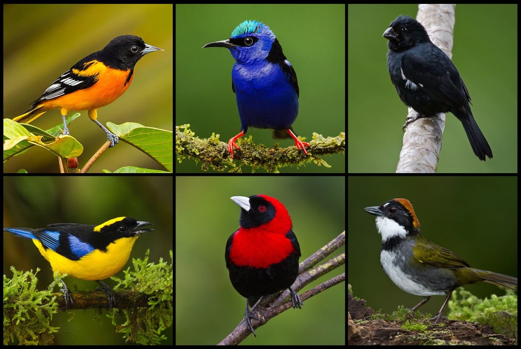 Birds with different feather colours - top row orange, blue and black, and bottom row blue and yellow, red and brown