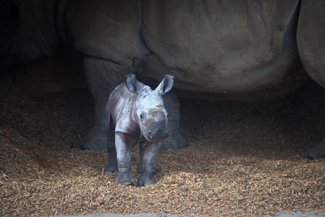 Auckland Zoo's new baby rhinoceros.