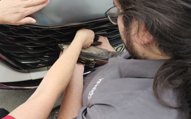 Hastings vets, mechanic combine to rescue hawk from car grille | RNZ
