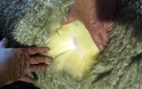 Hot weather in the North Island has stained the wool yellow.