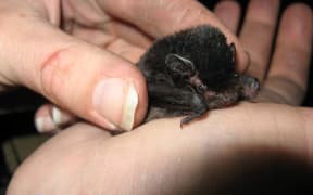 Native NZ Bat
