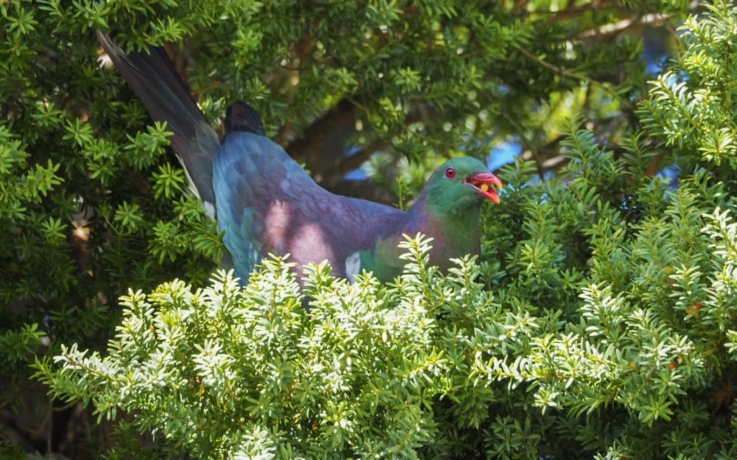 A large colourful pigeon sitting in green spiky vegetation gulping down a small orange berry. The pigeon is purple and green with a red beak and red eyes.