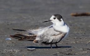 A bird looks at the camera.