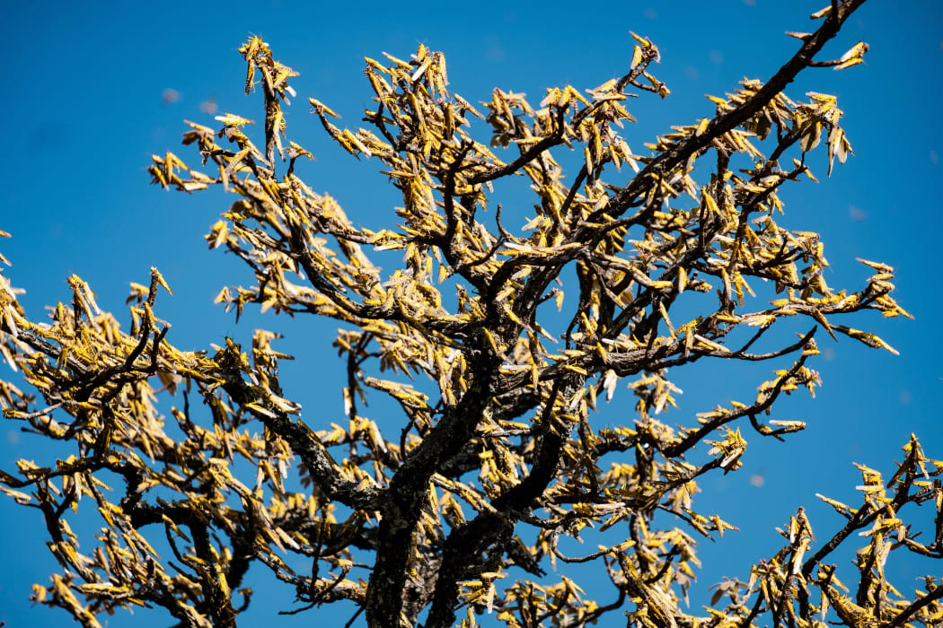 Swarms of locusts land and feed on shea trees, which are a big source of food and income for local farmers, in Otuke on February 17, 2020.