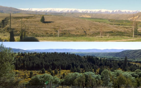 Two images on top of each other, showing the same view 19 years apart. The top image is older, and shows a rugged Central Otago plain with one tall pine tree. The image below shows the same plain consumed by pines, now a deep green.
