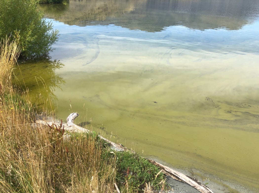 Toxic algae bloom in a lake.