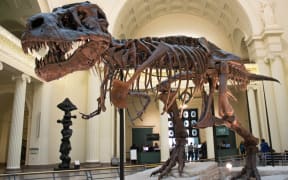 Tyrannosaurus rex bones.