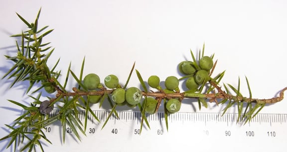 Juniper berries on branch