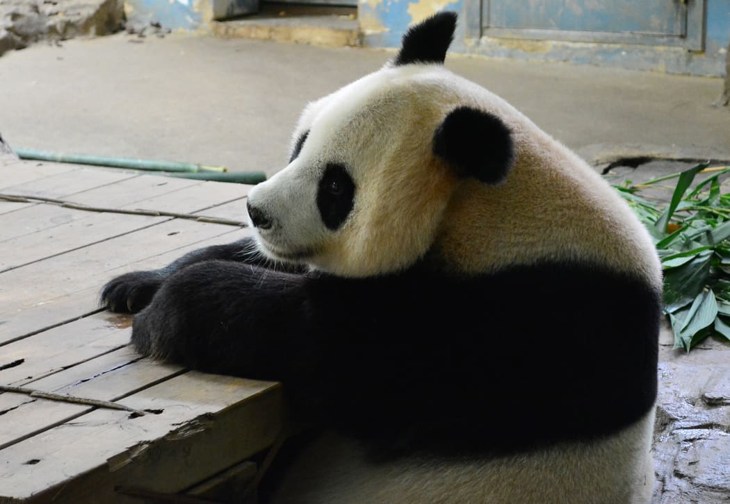 Juxiao's cubs were put into incubators while the panda regained her strength.