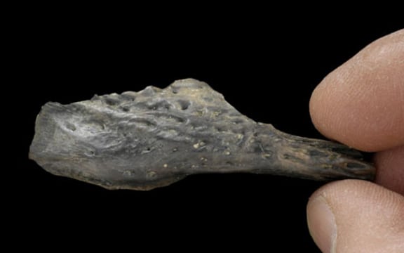 The first crocodile fossil collected from St Bathans is a fragment of jaw.