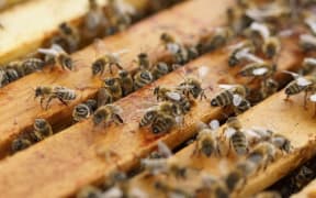 Beehive