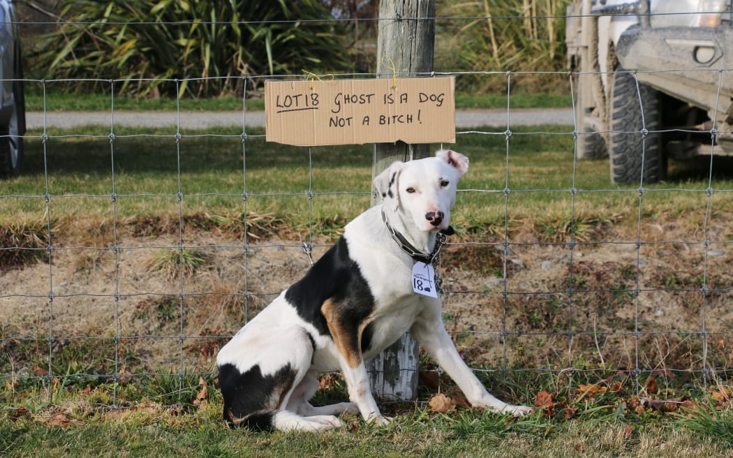Working dog sale