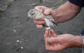 Dotterel at Piha beach