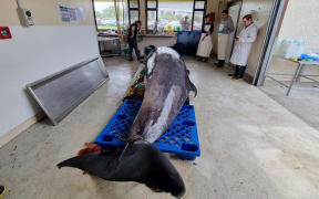 It's only the seventh time a spade-toothed whale has been documented worldwide, and the first time a complete specimen has been recovered in good condition for examination.