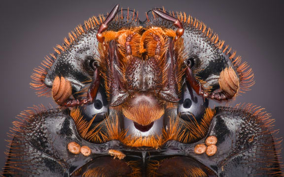 Extreme close-up of a dung beetle