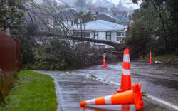 Downed tree near corner of Jillett and Dinmore street in Titahi Bay.