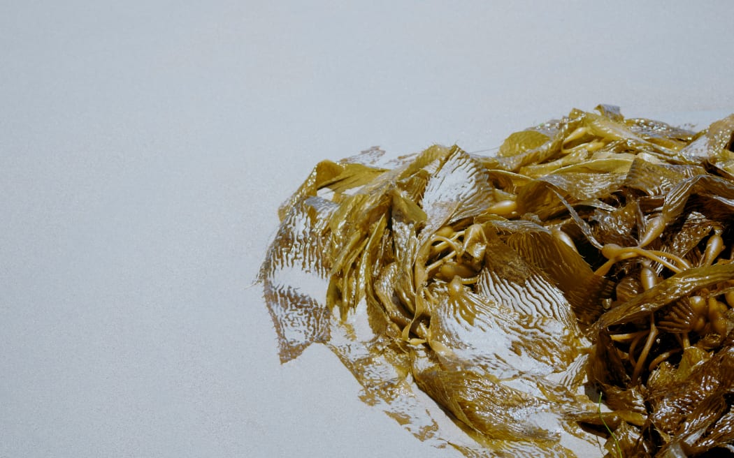 kelp