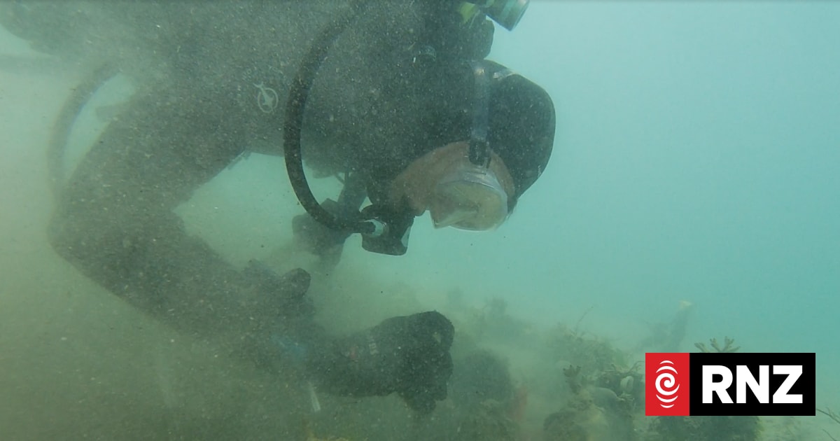 Massive mussels in NZ waters replicated in new research