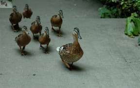 Mother Duck leads ducklings