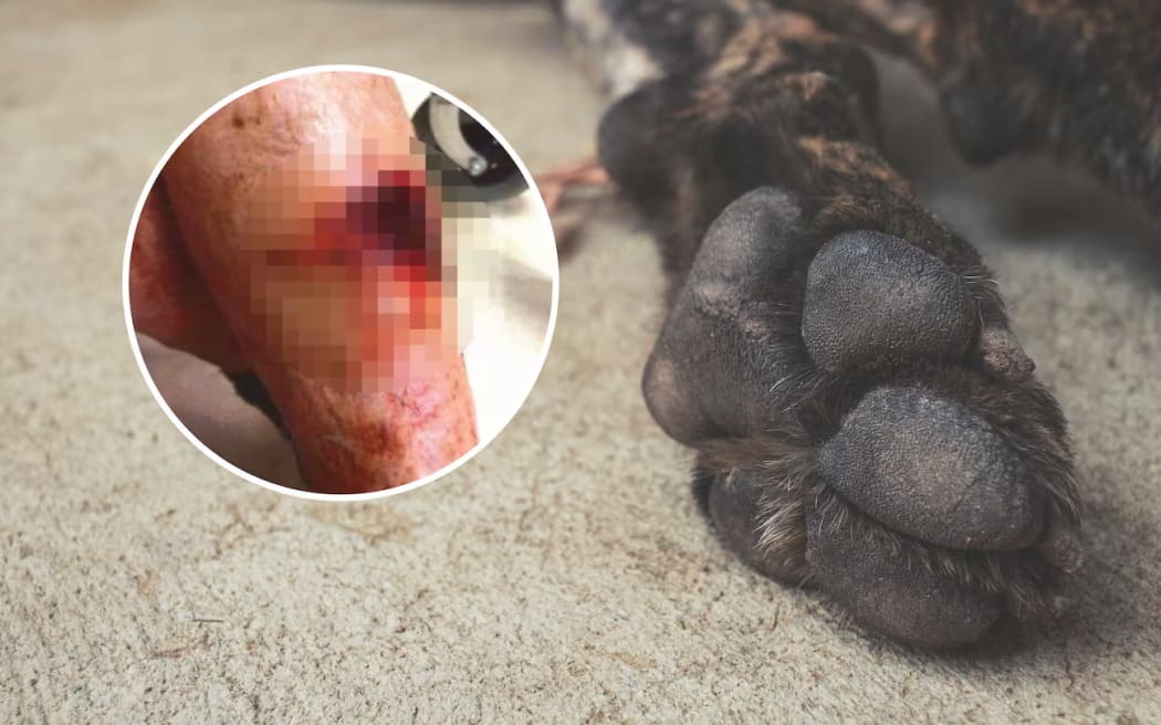 A man was attacked by a dog when he went to Natasha Kahu's house in New Plymouth to fix her car.